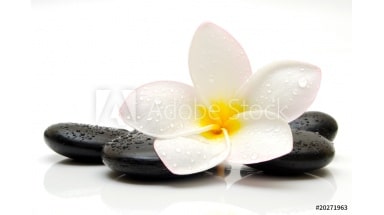 Estores impresión digital Zen flores